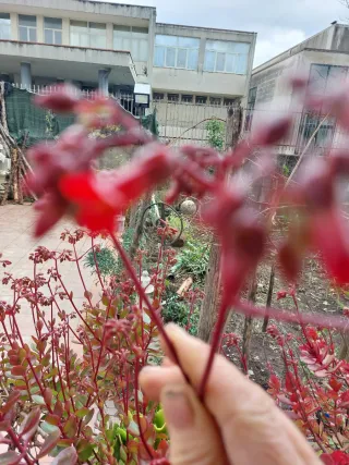 Campanelle in fioritura invernale