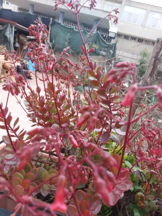 Campanelle in fioritura invernale