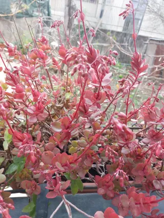 Campanelle in fioritura invernale