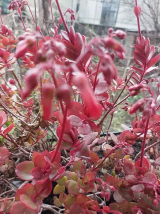 Campanelle in fioritura invernale
