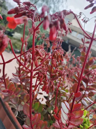 Campanelle in fioritura invernale