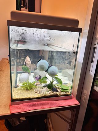 Pecera de cristal 50L