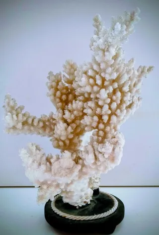 Madrepora ornamentale