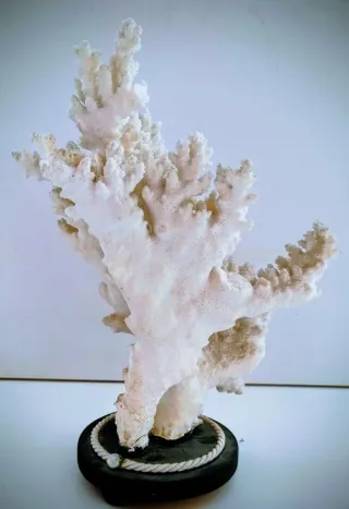 Madrepora ornamentale