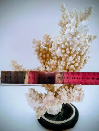 Madrepora ornamentale