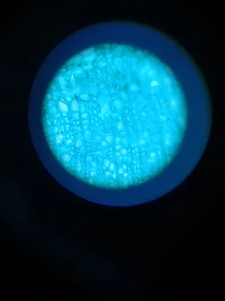 Microscopio Invertido