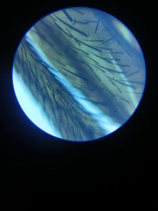 Microscopio Invertido