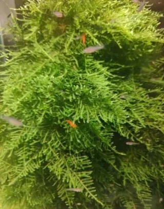 Musgo de java para acuarios