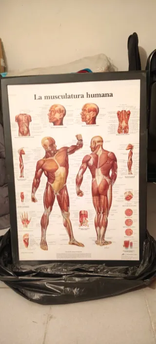 Pack de 9 Cuadros de Láminas Anatómicas.