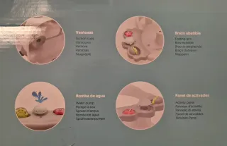 Silla Bañera Bebé Interbaby Verde