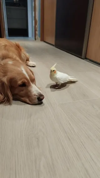 Suelo porcelánico imitación madera