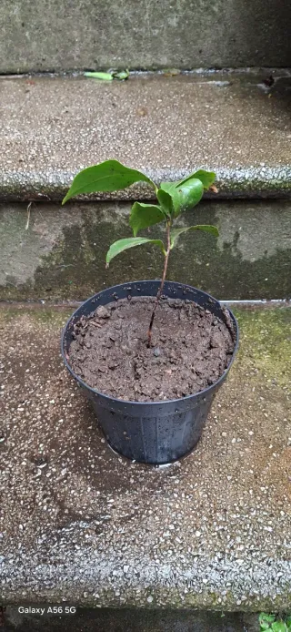 Piantina di Camelia in vaso.  Colore: fiore bianco