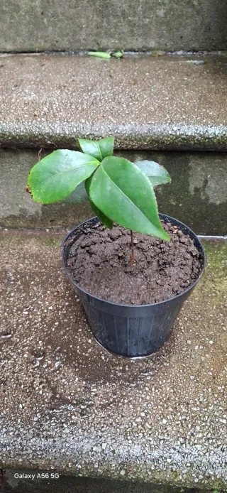 Piantina di Camelia in vaso.  Colore: fiore bianco