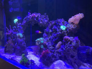 Decoración Acuario Marino Rocas y Corales