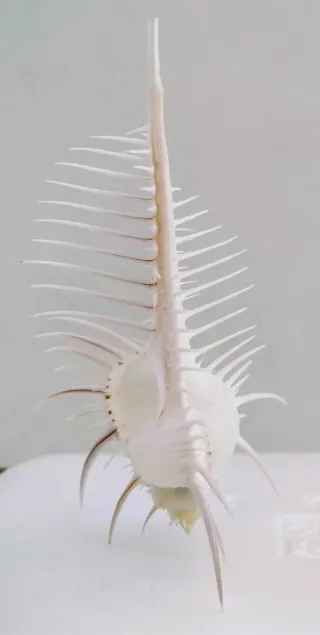 Conchiglia di Venere