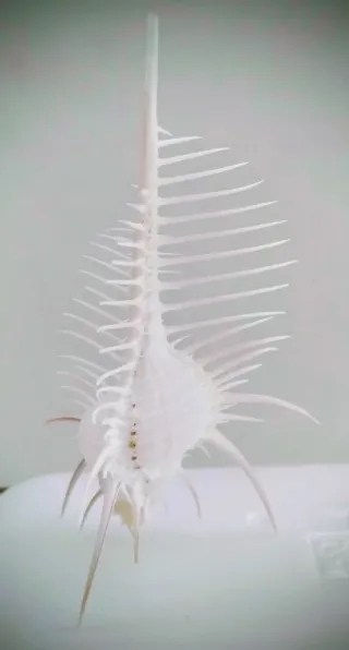 Conchiglia di Venere