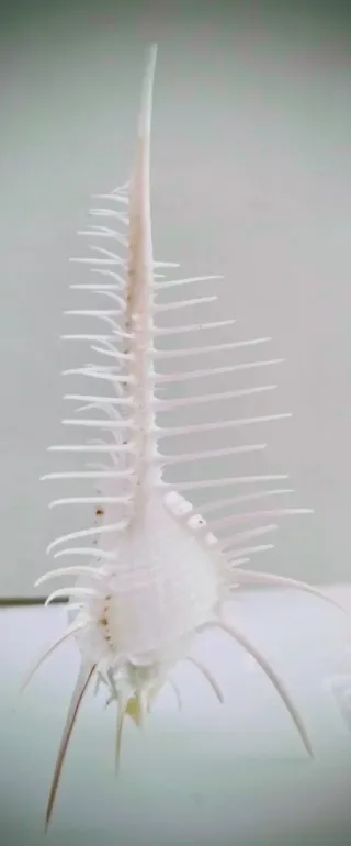 Conchiglia di Venere