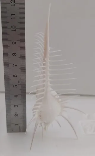 Conchiglia di Venere