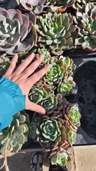 Echeveria colorata maceta 15cm