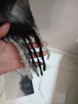 Cappottino Rebel Queen Liu Jo