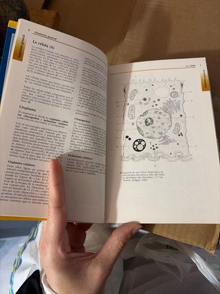 Atlas de Anatomía.Con correlación clínica: Apar...