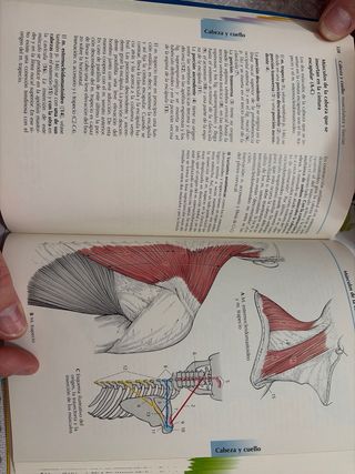 Atlas de Anatomía.Con correlación clínica: Apar...