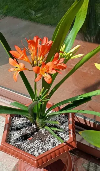 Clivia miniata roja