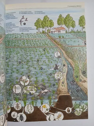 El Delta del Ebro y su parque natural