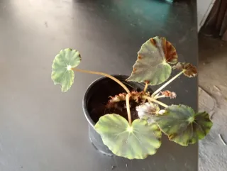 Planta Begonia