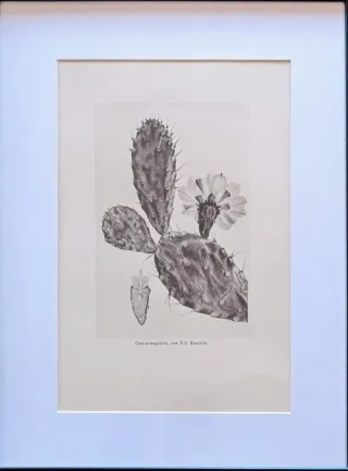 Quadri Vintage Stile Naturalista