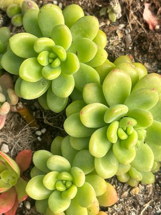 Sedum Alice Evans Planta Suculenta