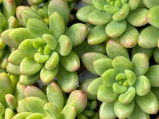 Sedum Alice Evans Planta Suculenta