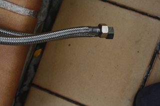 Grifo blanco y dorado