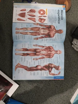 El cuerpo humano