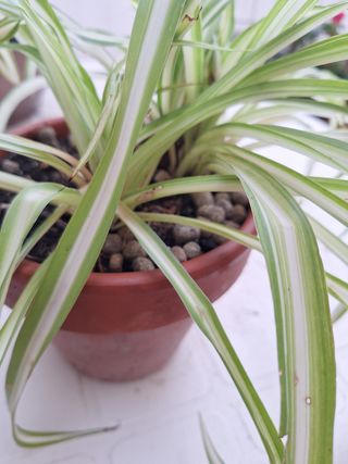 Cintas, Planta Araña en maceta de barro apta gatos