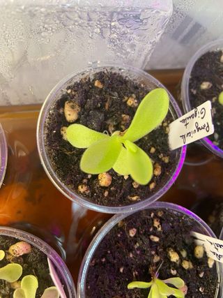 Planta Carnívora Pinguicula Gigantea