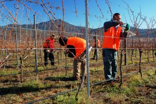 jardinero económico-bancales, frutales y desbroce
