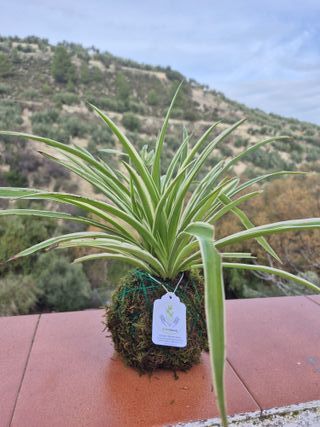 Kokedama artesanal planta araña