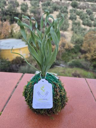 Kokedama artesanal planta araña