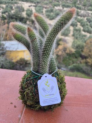 Kokedama artesanal planta araña