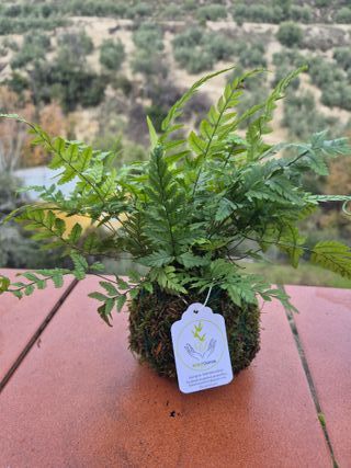 Kokedama artesanal planta araña