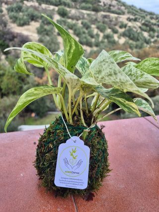 Kokedama artesanal planta araña