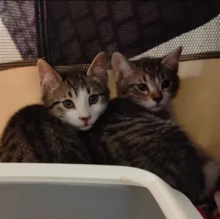 CatSitter, Cuidadora De Gatos a Domicilio