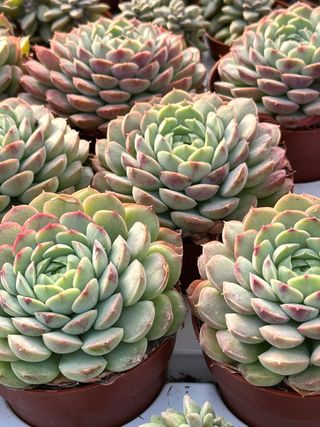 Echeveria s.i.4 Planta Suculenta