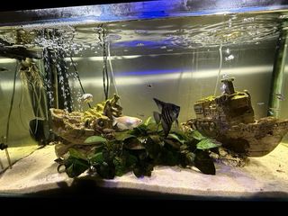 Acuario 200L con mesa forjada y ruedas