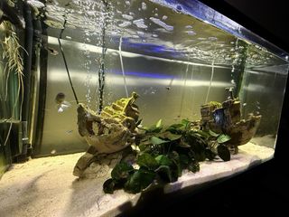 Acuario 200L con mesa forjada y ruedas