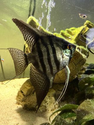 Acuario 200L con mesa forjada y ruedas