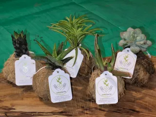 Plantas suculentas en kokedama