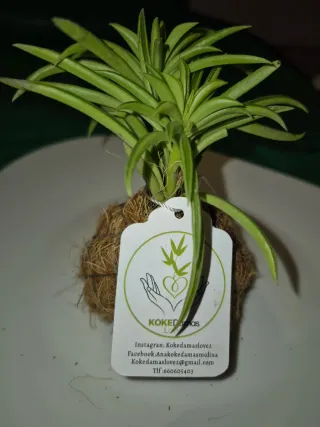 Plantas suculentas en kokedama