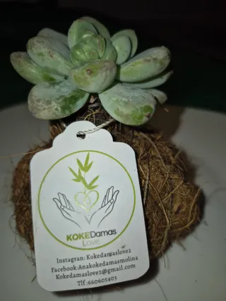 Plantas suculentas en kokedama